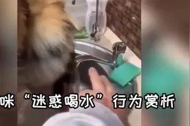 猫咪“迷惑喝水”行为赏析，喝没喝到不要紧，气氛搞起来！视频封面