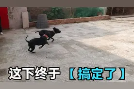 比特犬出笼后真兴奋，迫不及待找“媳妇”，这次终于搞成功了！视频封面