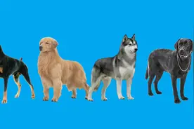 适合老人养的四种狗，必要的时候还会保护老人视频封面