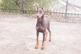 养杜宾犬不能着急，小时候是真丑，现在4个多月比以前帅多了