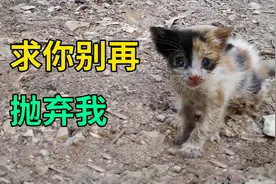 骨瘦如柴的流浪小猫，把人类当成妈妈紧追不放，生怕再次被抛弃