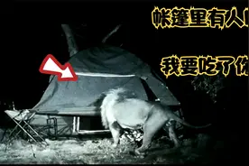 男子户外野营，突然遭遇狮群层层包围，九死一生，太惊险了！视频封面