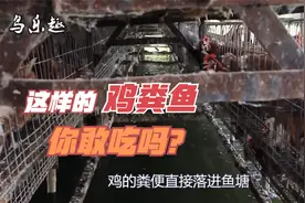 鸡的粪便用来养鱼？实拍农村立体养殖，把鸡场建在鱼池上视频封面