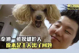 泰迪搞错家庭地位，天天冲着主人呲牙，网友建议给俩嘴巴冷静一下视频封面