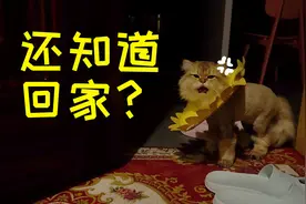 旅行结束被猫咪当场逮住，睡眼惺忪直接骂人：你看看现在几点了？