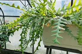 鱼骨令箭必须经历一个“七年”，做好养护，才能欣赏它美丽的绽放视频封面