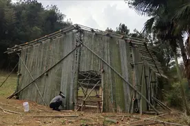老三就地取材搭建最简易鸡棚，前前后后忙活5天还差最后一步了视频封面