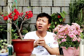 盆栽海棠花粗壮“如大树”，浇点水撒把料，不长叶子，花不断