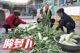 萝卜长势喜人收获不少，农村腌制萝卜全过程，方法简单半年不坏