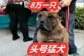 8万元一只供不应求，加纳利犬混血牛头梗诞生一款全新猛犬视频封面