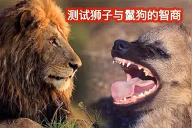 实拍测试狮子和鬣狗智商，它们到底有多聪明？直接看傻了！纪录片视频封面