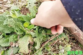 这种长满疙瘩的植物，是一味中草药，用来炒鸡蛋也很美味！