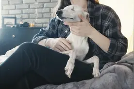 狗狗临死前对你的3个表现，表示它超级爱你，珍惜眼前时光视频封面