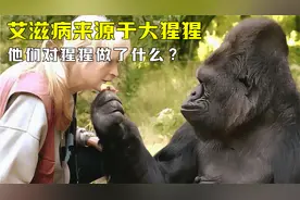 非洲大猩猩有艾滋病？那人类是如何感染的？他们对猩猩做了什么？视频封面
