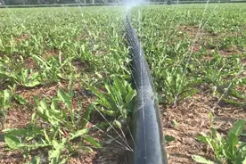 农民自制浇水神器，一根管子一天能浇几十亩，省钱，省时，省力视频封面