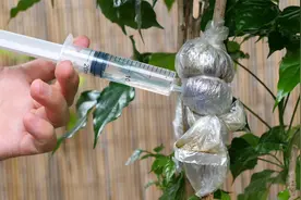 幸福树高压一个月还不见长根？给它来一针“营养液”快速冒新根