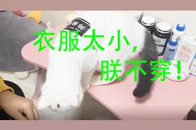 给小猫咪穿衣服（上）：小公猫满脸不情愿，嫌弃衣服太小不合身视频封面