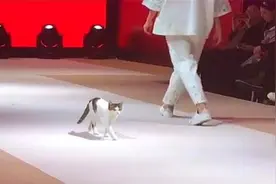 猫咪误闯时装展，实在看不下去了，竟然亲自示范走了一遍正宗猫步