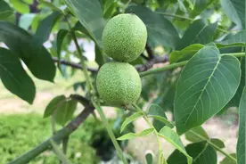 农民为何用“核桃叶煮鸡蛋”吃？核桃叶有哪些用途？赶紧看下！视频封面