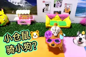 主人让小仓鼠玩电动小狗玩具，仓鼠骑着小狗到处跑的画面太搞笑了视频封面