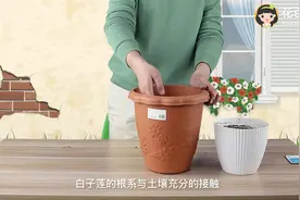 百子莲种植，注意这3点，开成大花球!视频封面