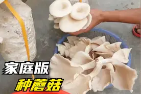 蘑菇是怎样种出来的？大多数人不知道的种植小知识视频封面