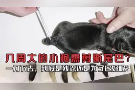 几周大的小狗需剪断尾巴？一刀下去，到底是残忍还是为了它好呢？视频封面