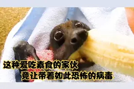 这种呆萌伙家伙，身上携带病毒，竟比艾滋病和非典高出一个等级！