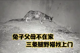 兔子父母外出觅食，被3条腿野猫找上门，残忍至极把幼崽给一锅端