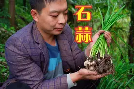 彼岸花又名曼珠沙华,象征着永恒的思念,你知道多少它的花语?视频封面