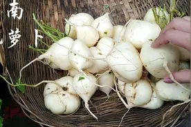 太特别！云南这种白色水果，长在泥土里当地人叫地萝卜，吃过么？视频封面