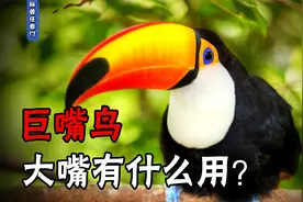 巨嘴鸟大嘴有什么用？一张大嘴占身体一半，两只雌鸟竟然谈恋爱！