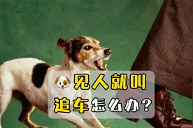 狗狗见人就叫追车怎么办视频封面