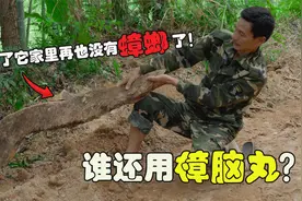野外这种烂木头竟是天然“樟脑丸”！家里放一些，蟑螂都得绕道走视频封面