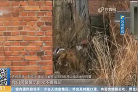 野生东北虎进村伤人，警方用四枪麻醉针将其控制，抓捕细节曝光视频封面