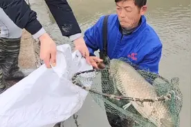 农村大叔养鱼真厉害,6斤多的草鱼养一年既然长到这么大,太牛了视频封面