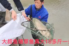 农村大叔养鱼真厉害,6斤多的草鱼养一年既然长到这么大,太牛了视频封面