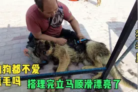 狗狗换毛期经常掉毛，老舅用梳子剪刀给搭理，毛发立马顺滑漂亮视频封面