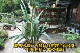 夏末入秋，晒一下一盆特壮的建兰市长红，叶长60公分了！视频封面