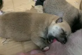 刚出生5天的小柴犬，一边吃一边扯使出浑身解数吃奶，太可爱了！