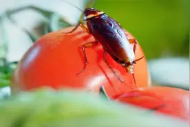 这种学名叫做美洲大蠊的昆虫，是世界上体型最大的蟑螂视频封面