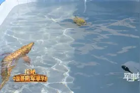 仿生机器鱼竟然能以假乱真视频封面