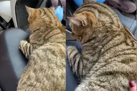 女子着急去上班，猫咪赖电瓶车上不动，网友爆笑：这是“梅狸猫”视频封面