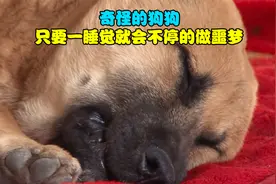 狗狗每次睡着就会做噩梦，出现抽搐颤抖不停吠叫，这是为何？视频封面