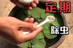 碗莲盆里长蚊子幼虫？一勺子它撒进去，轻松愉快就搞定