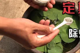 碗莲盆里长蚊子幼虫？一勺子它撒进去，轻松愉快就搞定