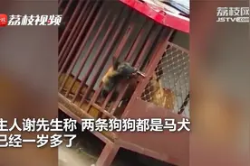 两只马犬互相配合“越狱”还藏起锁 主人：对于狗来说不是难事视频封面