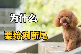 盘点各种狗，断尾的理由，古牧委屈哭了视频封面