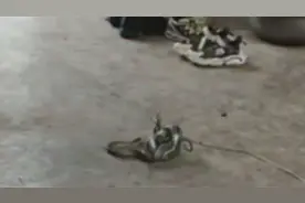 河南一村庄疑遭蛇群入侵？官方回应视频封面