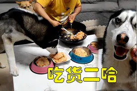 5只狗狗排队吃饭，滑头二哈不老实，非要把每一碗都吃一遍，搞笑视频封面